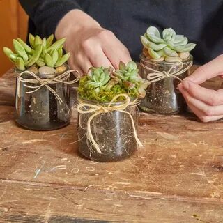 Пересадка суккулентов