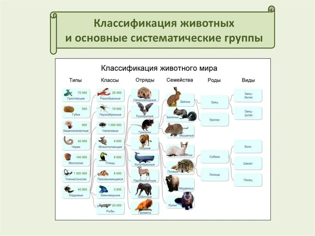 Систематика царство животные схема. Систематика царства животных 7 класс биология. Царство животных классификация схема. Классификация животных 7 класс биология.