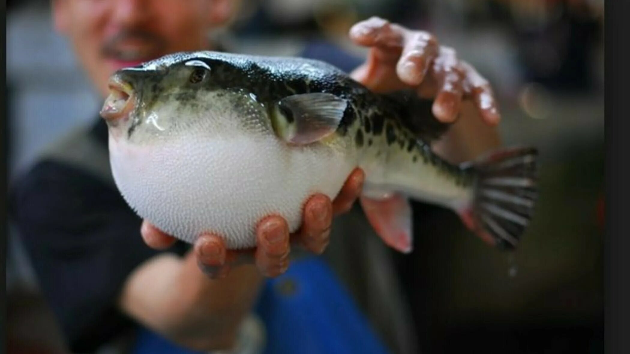 Мусульманские рыбы. Рыба фугу. Ядовитая рыба фугу. Рыба фугу тетродотоксин. Японская рыба фугу.