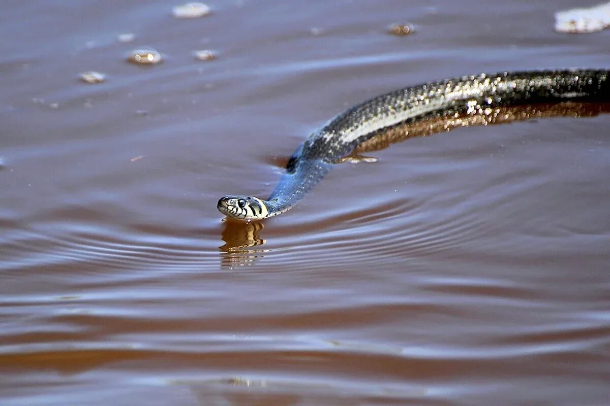 Гадюки плавают в воде или нет
