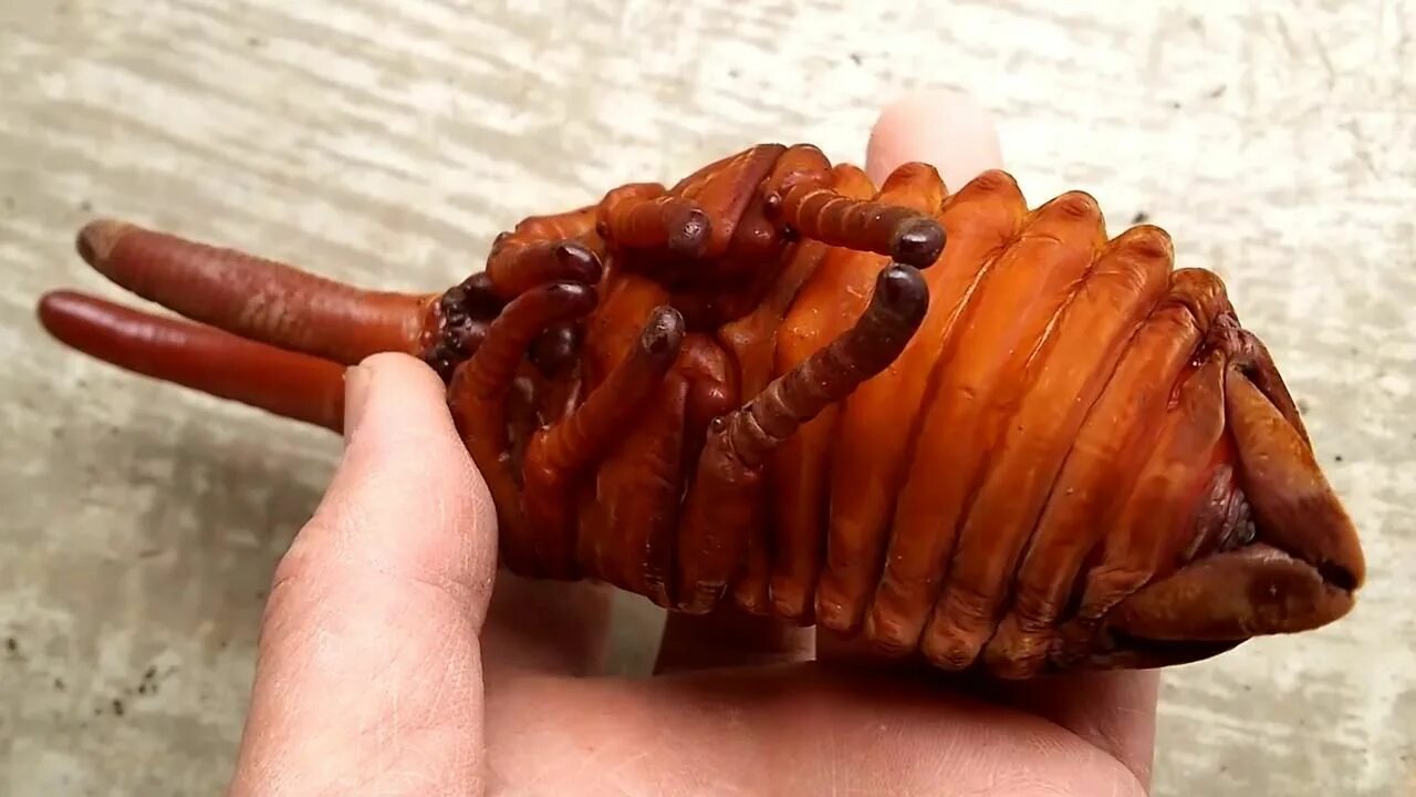 Личинка жука-геркулеса: самый необычный домашний питомец