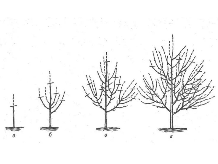 Обрезка груши весной 5 лет. Разреженно ярусная крона плодового дерева. Формирование кроны алычи схема. Формировка кроны алычи. Алыча формирование кроны.
