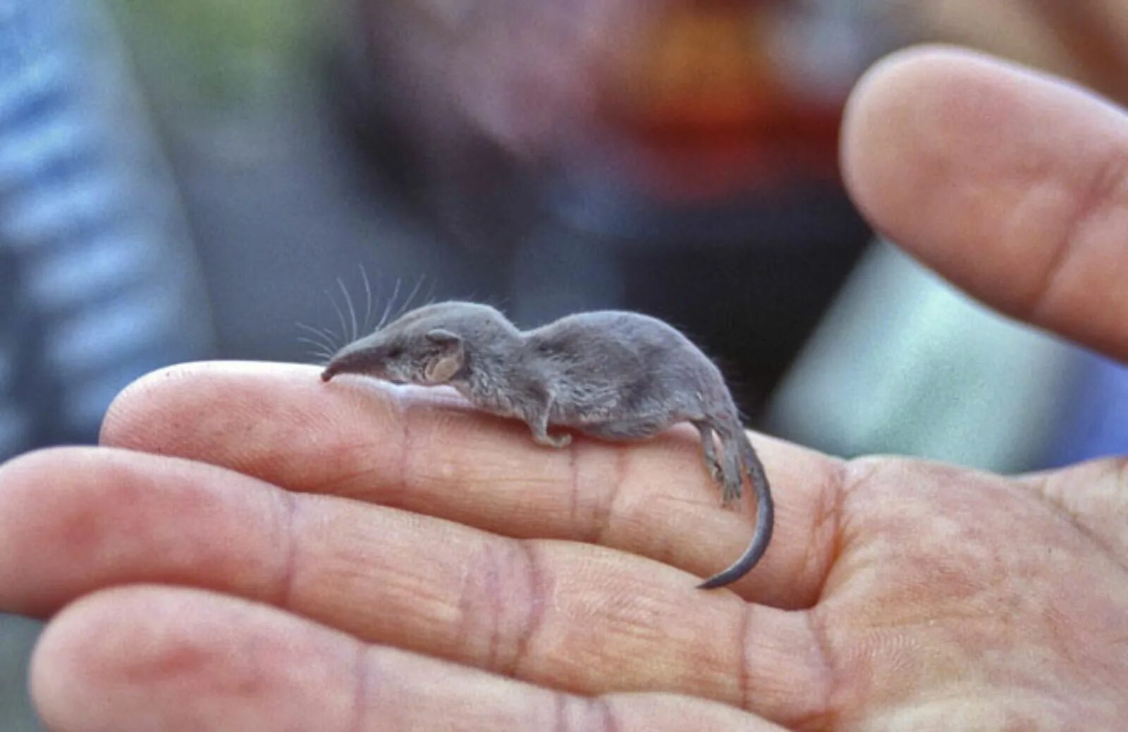 Карликовый поссум. Летучий кускус австралия. Брукезия малая (brookesia minima). Самые маленькие животные. Мышиный лемур микроцебус.