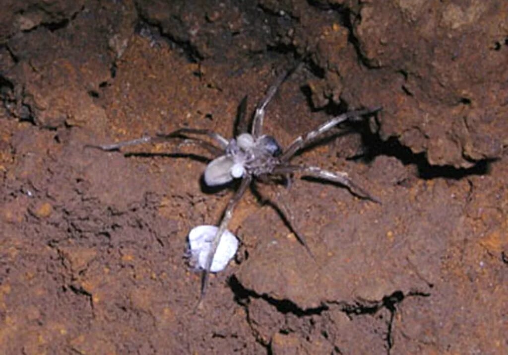 Horrifying photo shows a huge mother spider carrying its babies on her back Dail