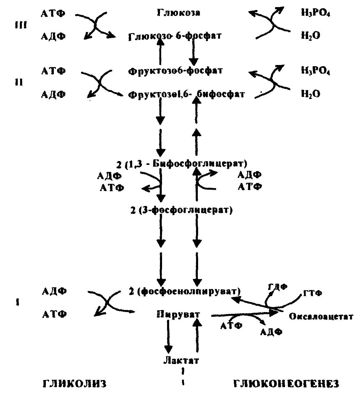 Схема глюконеогенеза из лактата. Синтез Глюкозы - глюконеогенез. Схема синтеза Глюкозы аланина.. Схема синтеза Глюкозы из лактата. Последовательность процессов при окислении фруктозы
