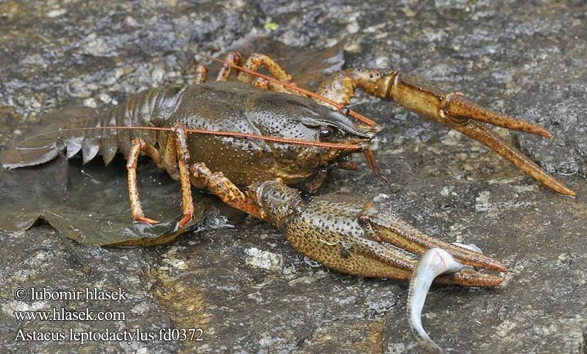 Cherax peknyi. Cherax peknyi. Абрикосовые раки. Pontastacus leptodactylus. Хераксы.