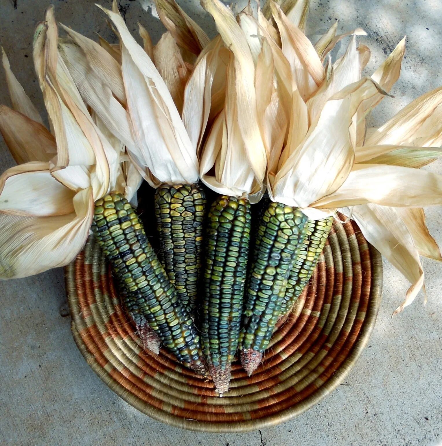 Кукурузные листья купить. Oaxacan Green Corn сорта кукурузы. Поделки из кукурузы. Початок кукурузы декор. Букет из декоративной кукурузы.