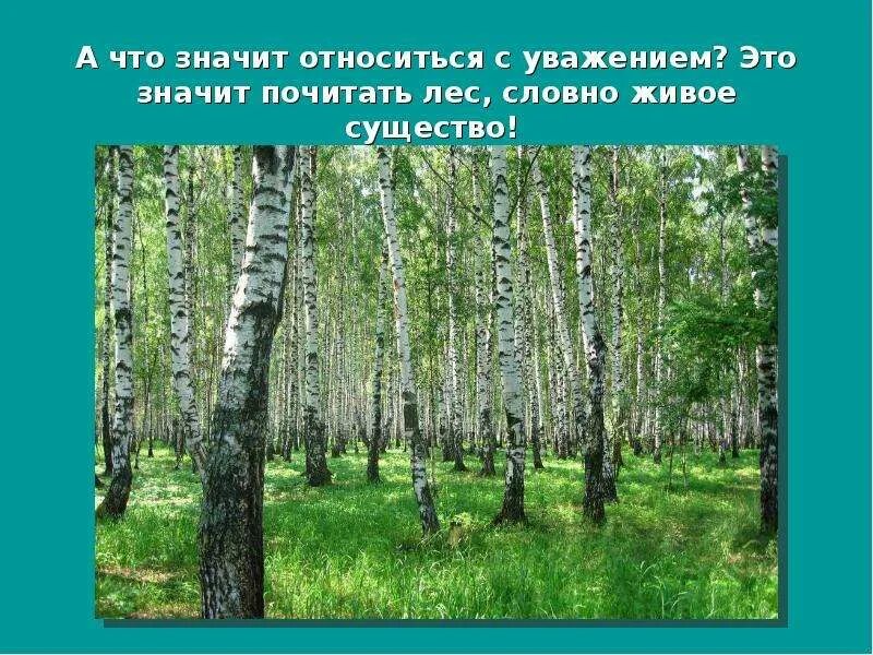 Берегите луга. Лес нашей родины. леса и луга нашей родины. леса и луга нашей родины занятие в старшей группе. леса и луга нашей родины занятие в старшей группе соломенникова.