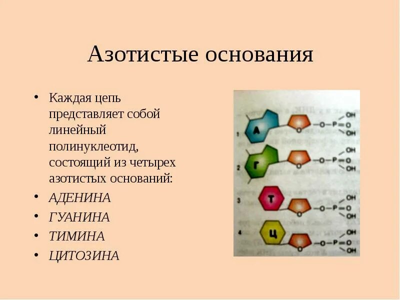 Структура полинуклеотидной цепи днк. Азотистые основания нуклеиновых кислот. Комплементарные пары азотистых оснований в рнк. 4 азотистых основания. Структурные формулы азотистых оснований.