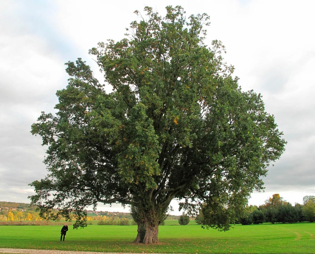 Дерево дуб черешчатый. Дуб черешчатый (quercus robur). дуб обыкновенный (quercus robur). дуб черешчатый (quercus robur l.). дуб черешчатый – ruereus rohum.