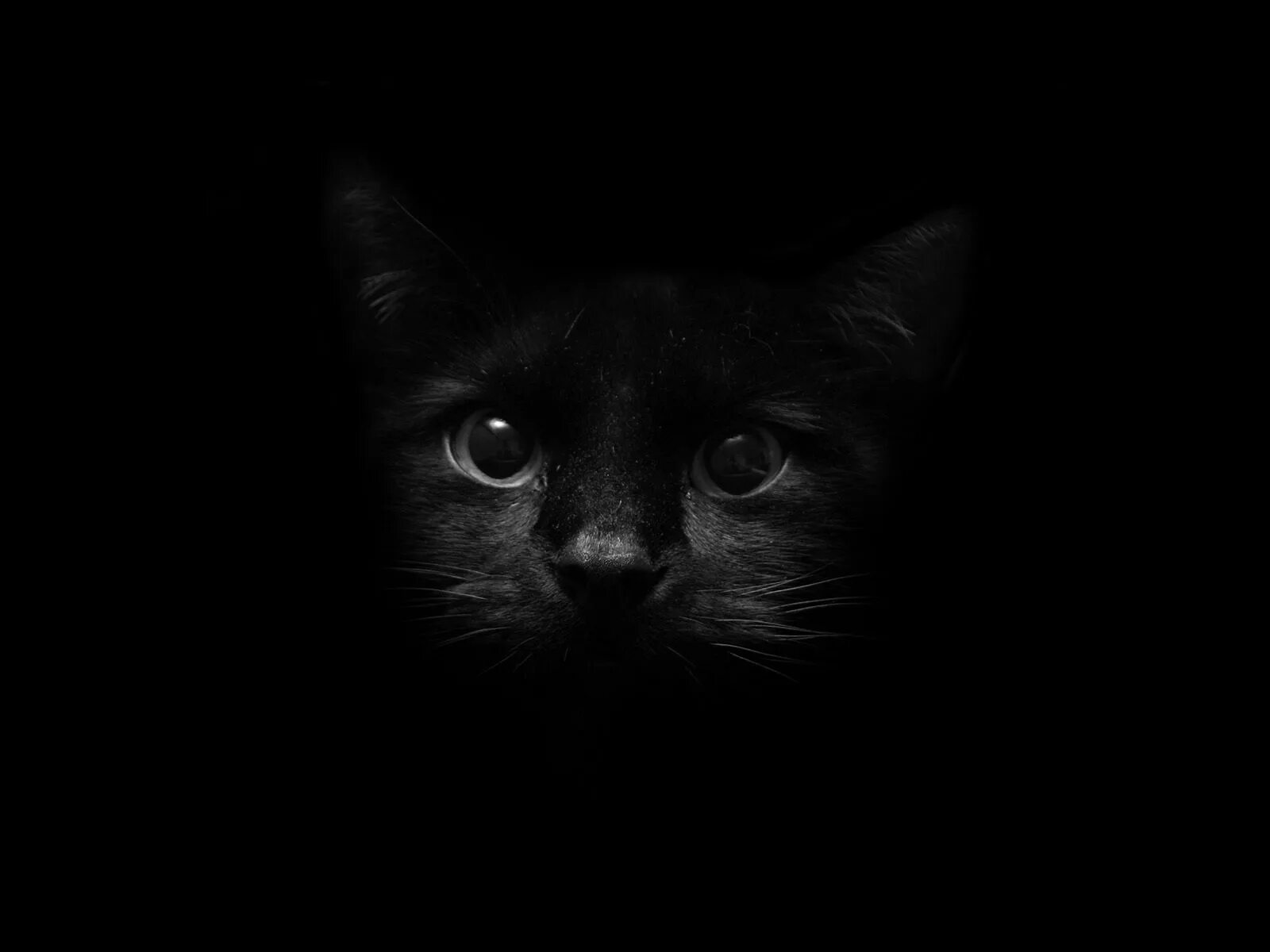 Темно жалкий. Чёрный кот. Черные обои. Кошка на темном фоне. Кошка на черном фоне.