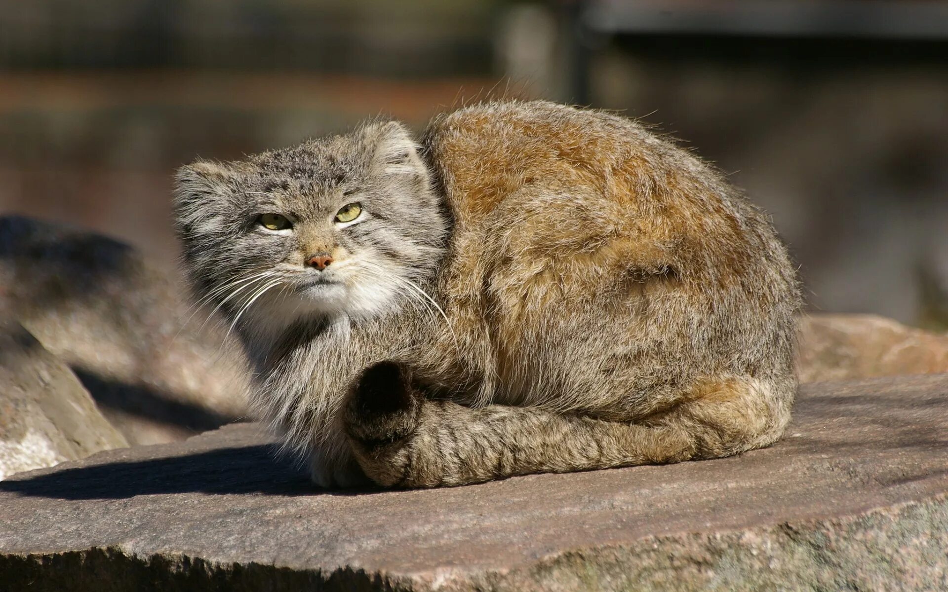 Манул (палласов кот). Лесной кот Манул. Манул помесь. Камышовый Манул.