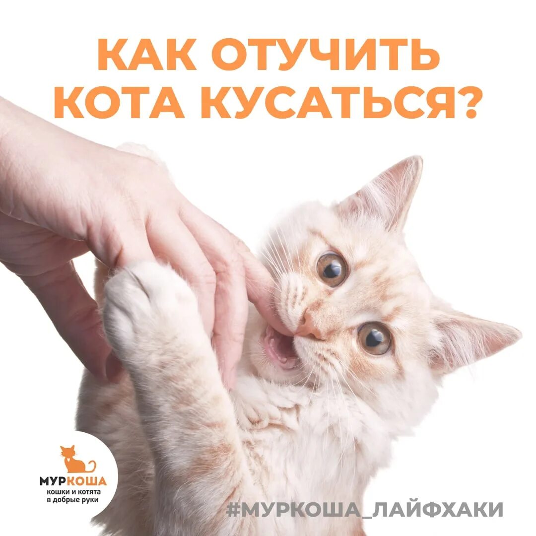 Как отучить котенка хватать за ноги. Как отучить котенка хватать за ноги