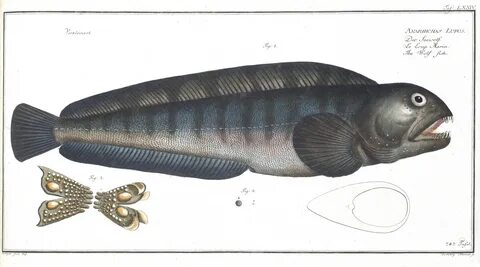 Anarhichas