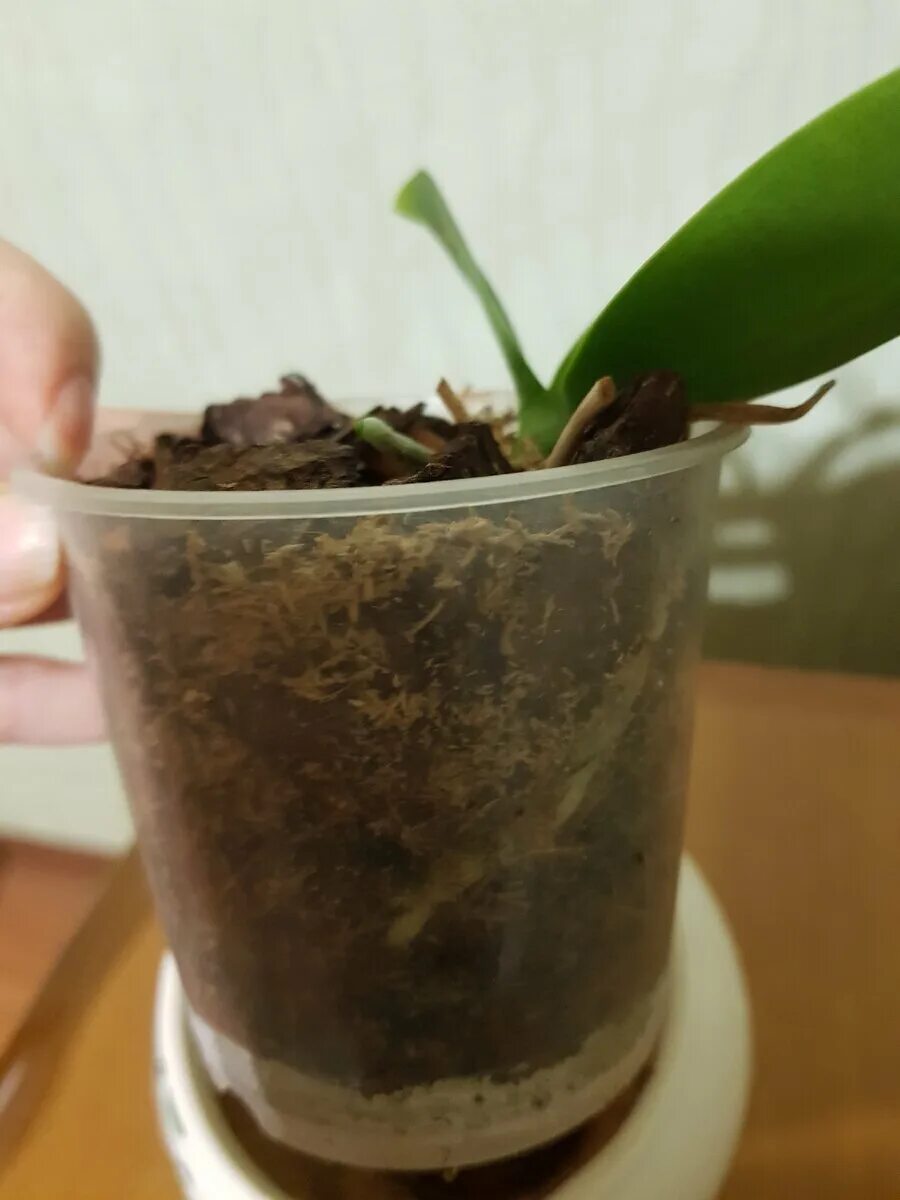 Посадка орхидеи фаленопсис. Посадка орхидеи в горшок. Орхидеи в непрозрачных горшках. Орхидея фаленопсис в прозрачном горшке корни.