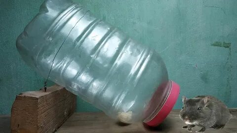 Мышеловка из пластиковой бутылки