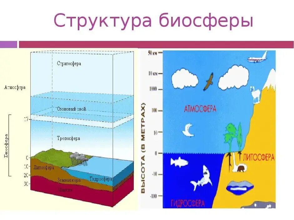 Биосфера строение оболочки. Структура и границы биосферы схема. Строение биосферы земли. Структура биосферы земли схема. Что делает биосфера