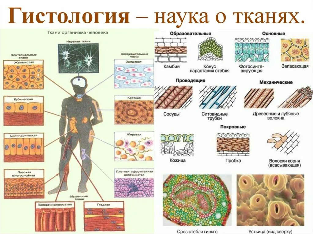 Биология ткани таблица ткани человека. Таблица тканей человека8кл. Типы тканей биология 8 класс. Типы биологические ткани 8 класс. Основное группа ткани человека