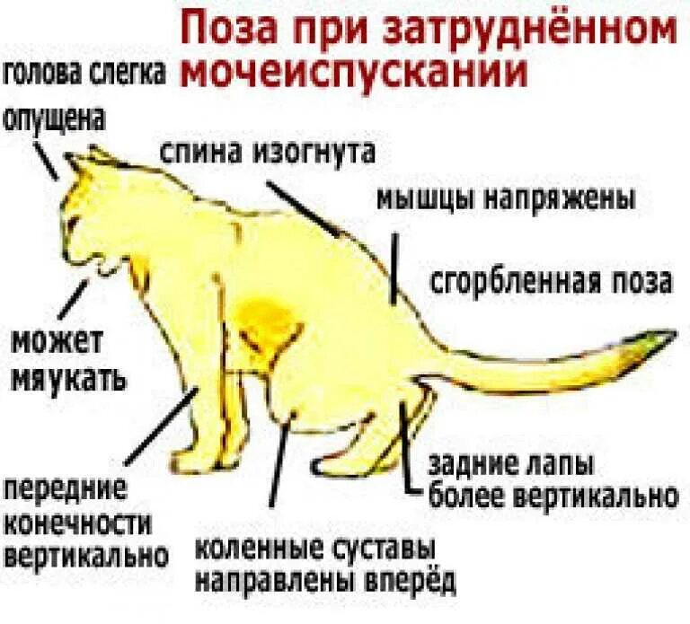 Какие симптомы у кота. Анатомия кота мочевой пузырь. мочекаменная болезнь у котов симптомы.