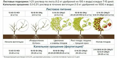 Чем подкормить яблоню весной