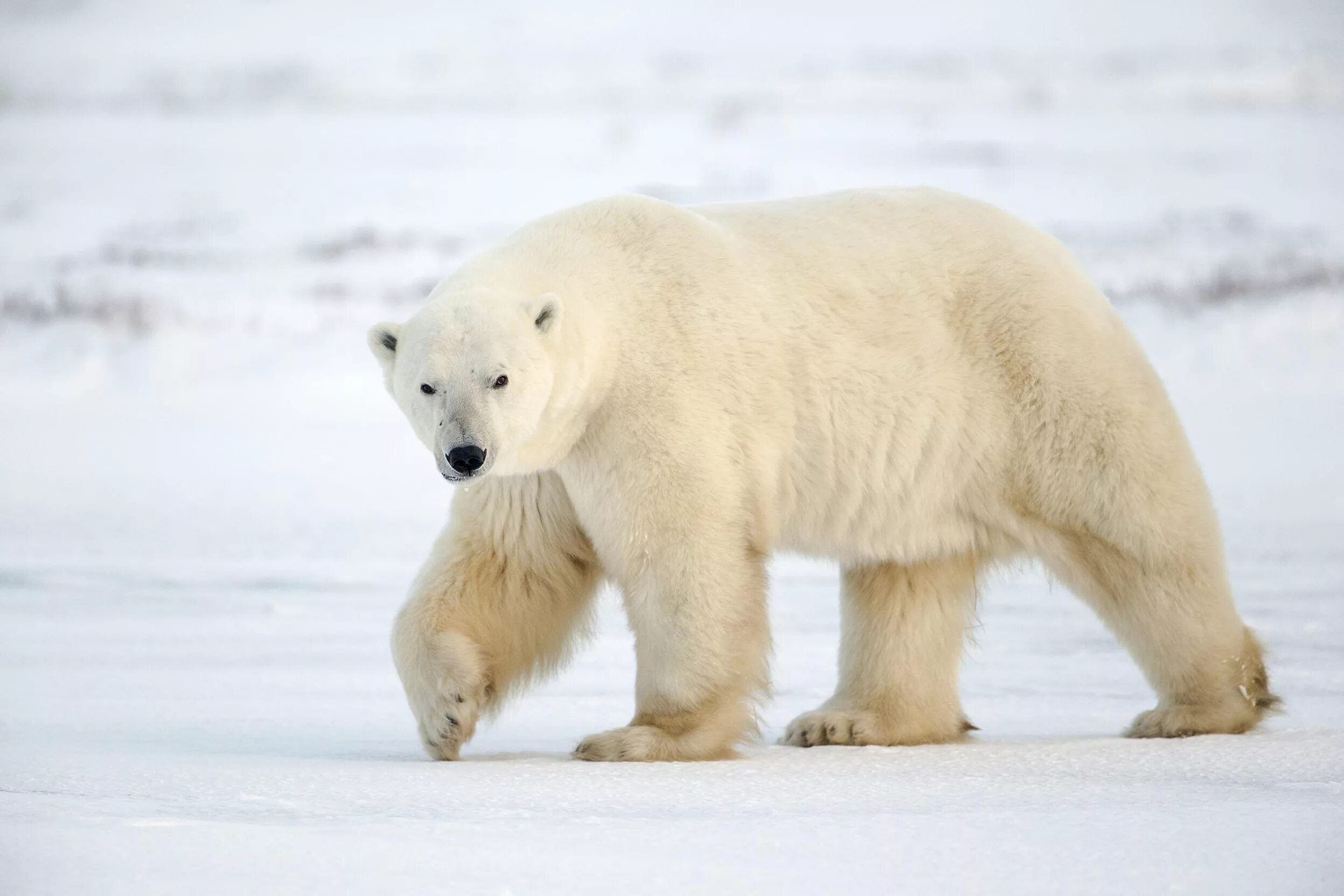 Белый медведь (Карско-Баренцевоморская популяция). Белый медведь (Лаптевская популяция). Белый медведь альбинос. Карское Баренцевоморский белый медведь. Как можно объяснить ареал обитания белого медведя