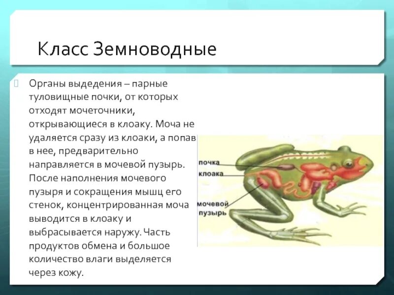 Кишечник мочеточники открываются в клоаку. Туловищная почка у лягушки. Туловищные почки у земноводных. Биология выделительная система земноводные. Выделительная система земноводных 7 класс.