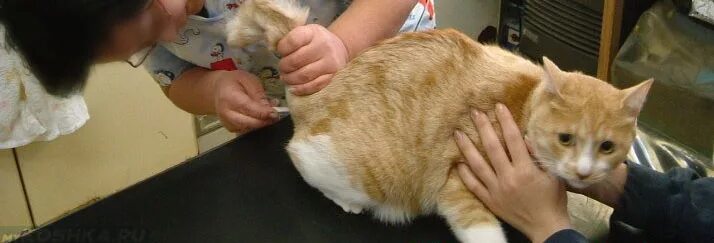 Ставить свечку животным. Свечи для кошек при трещинах. Собака с градусником. Ставить свечку животным. Свеча за здравие.