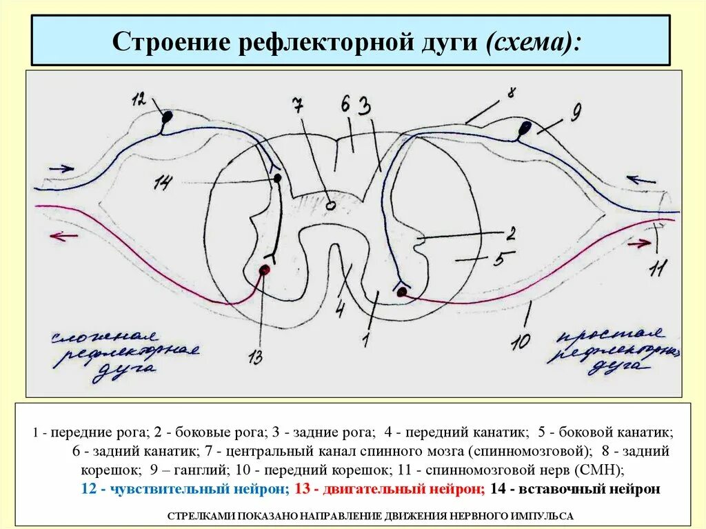 Рефлекторная дуга соматического рефлекса. Строение соматической 3-х нейронной рефлекторной дуги. Схема сложной дуги соматического рефлекса. Схема простой трехнейронной рефлекторной дуги.