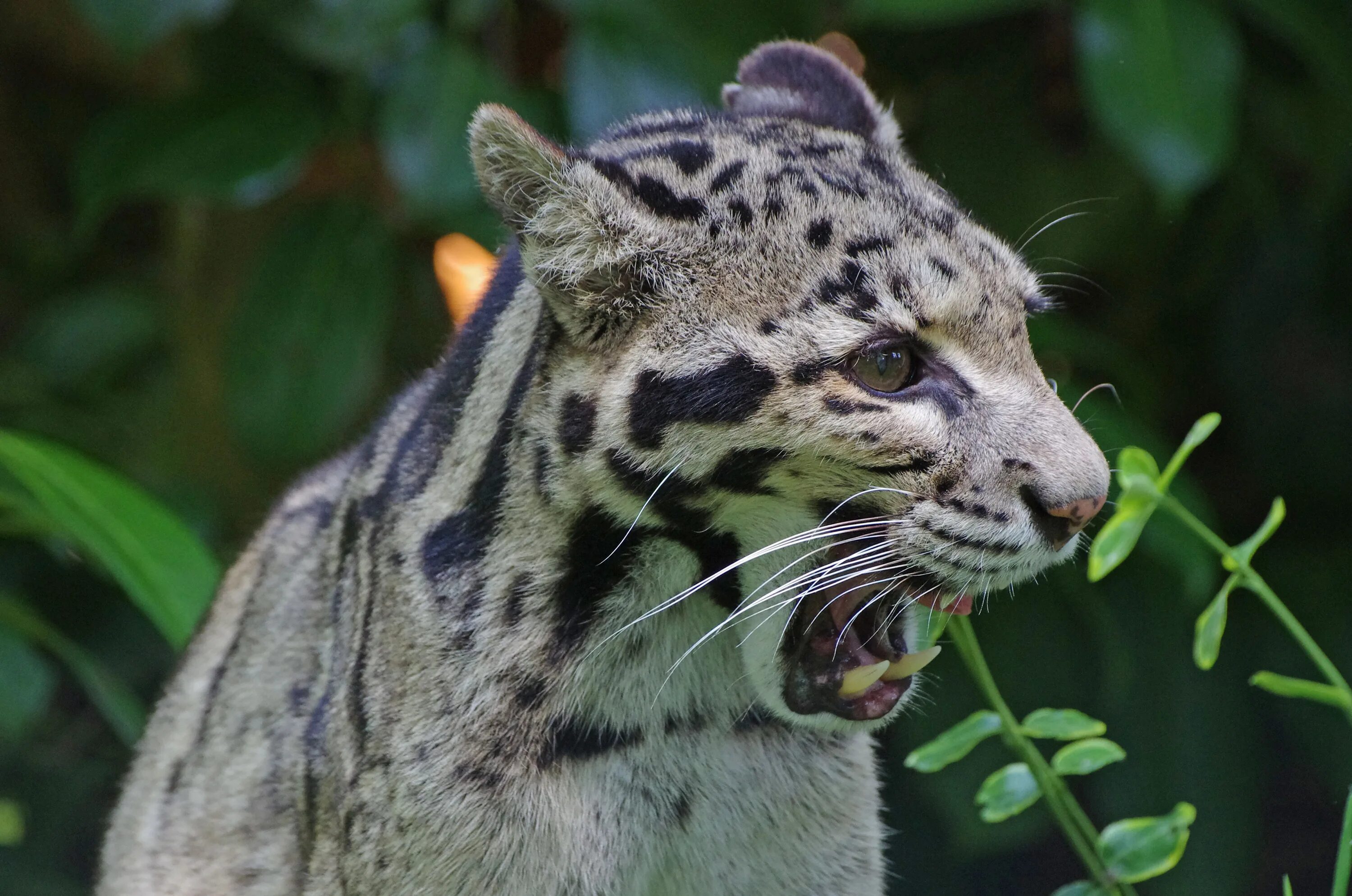 Clouded leopard