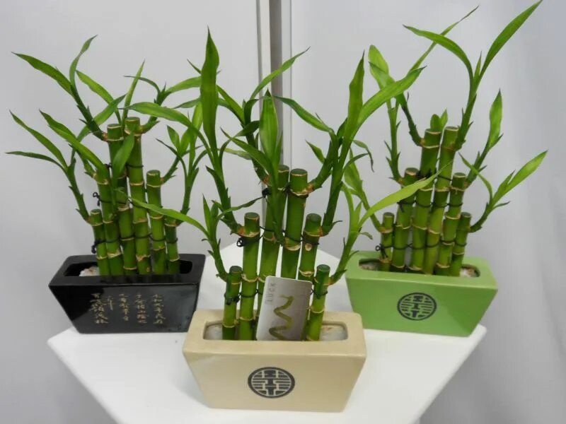 Драцена сандера лаки бамбук. Драцена сандера счастливый бамбук. Семена бамбука. Бамбук драцена сандера. Бамбук драцена сандера.