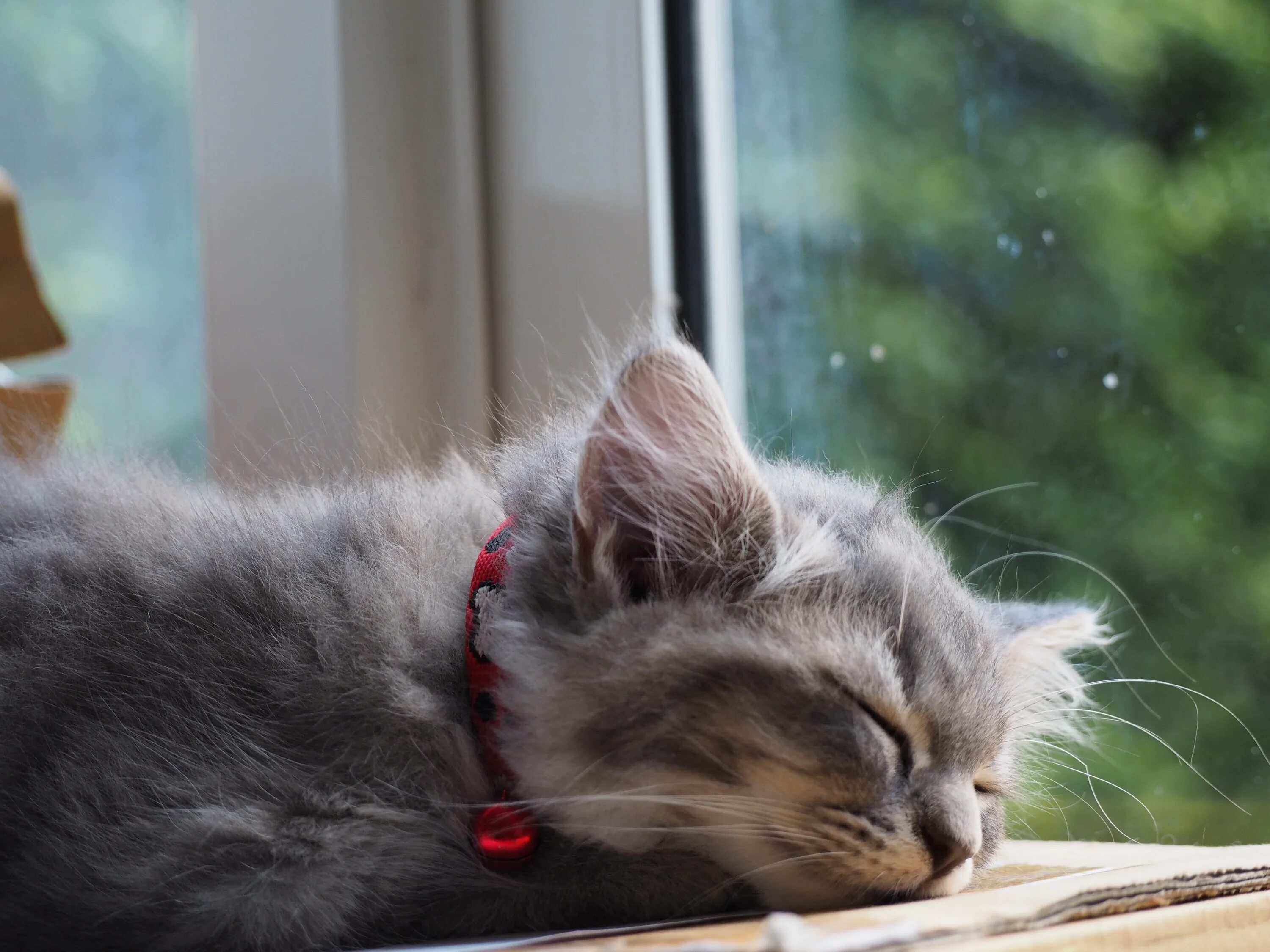 Спящий кот. Сонный кот. Расслабленный котик. Расслабляющие котики. Расслабленный кот