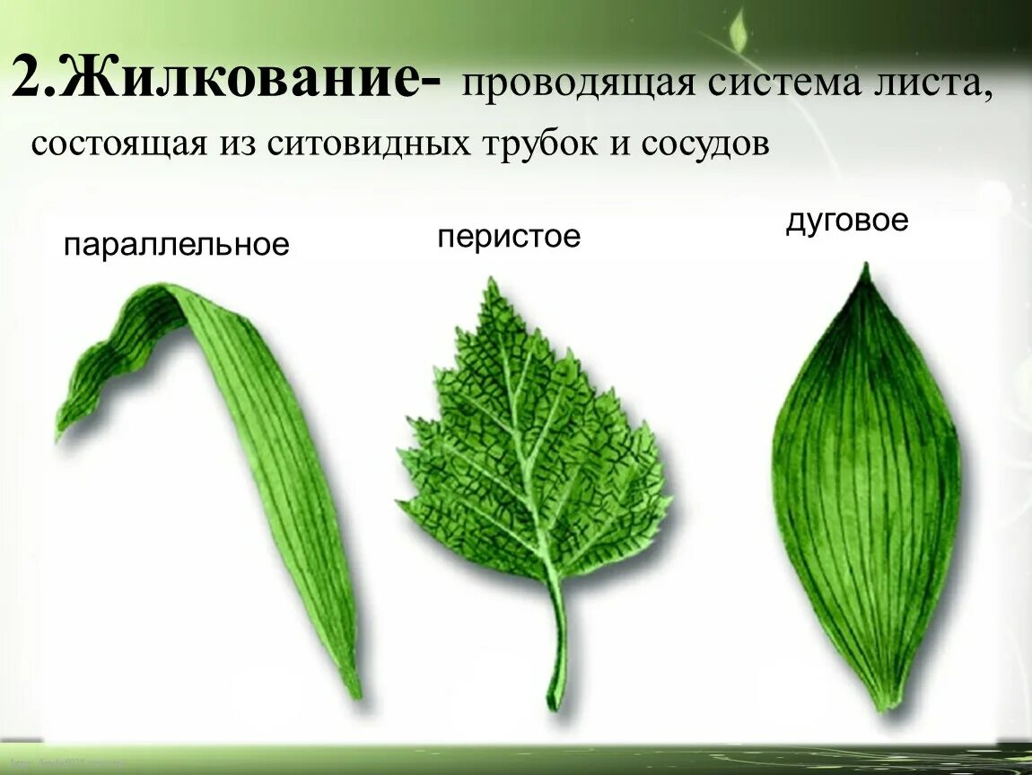 Параллельное 2 дуговидное 3 пальчатое 4 перистое. Пальчатое строение листа. Сетчатое жилкование листовой пластинки у. Пальчато сетчатое жилкование листовой пластинки. Перистое жилкование листа.