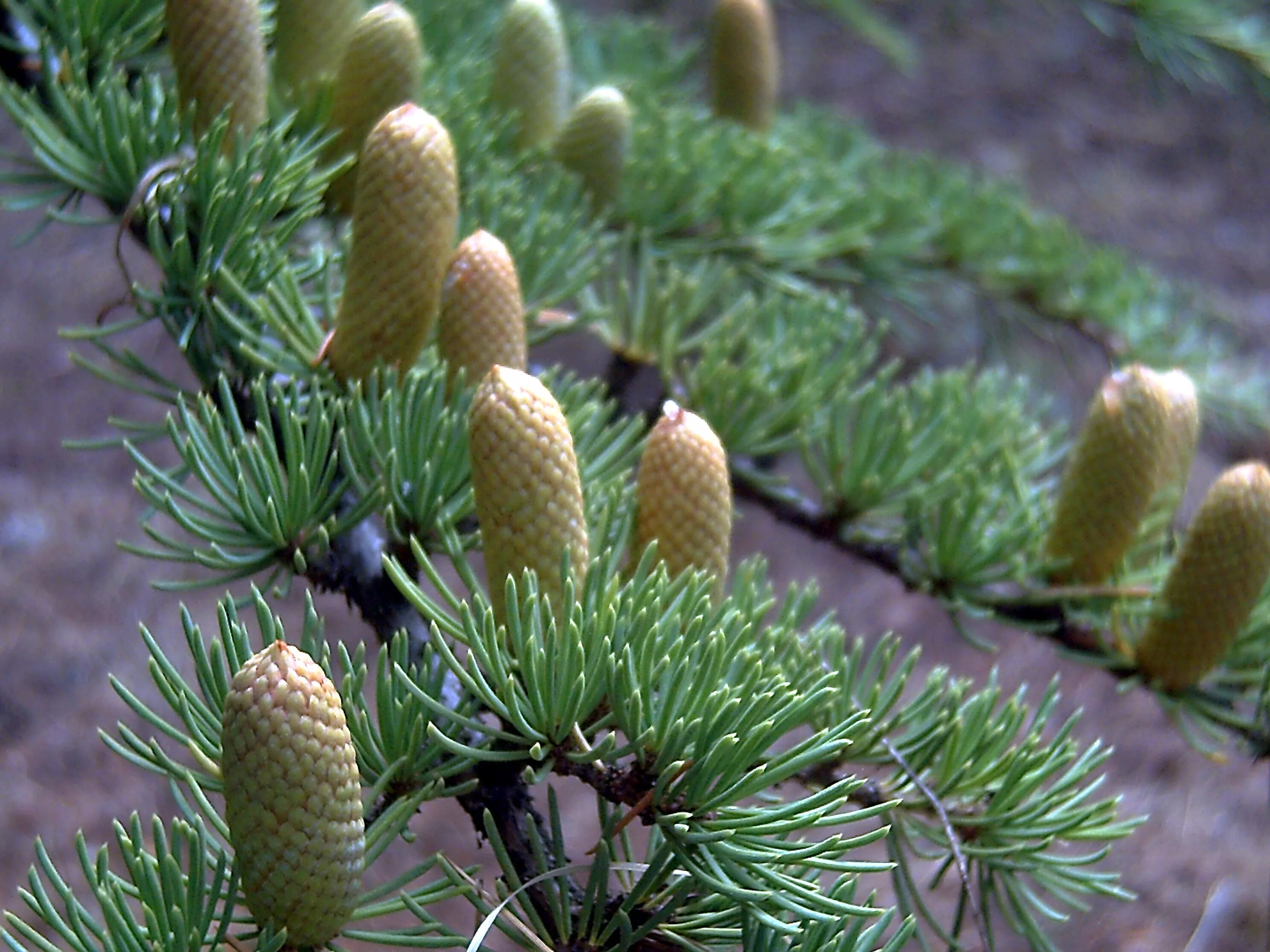 Когда начинают расти шишки. Cedrus libani &#039;atlantica&#039;. кедр атласский шишки. сибирский кедр. карликовый ливанский кедр.