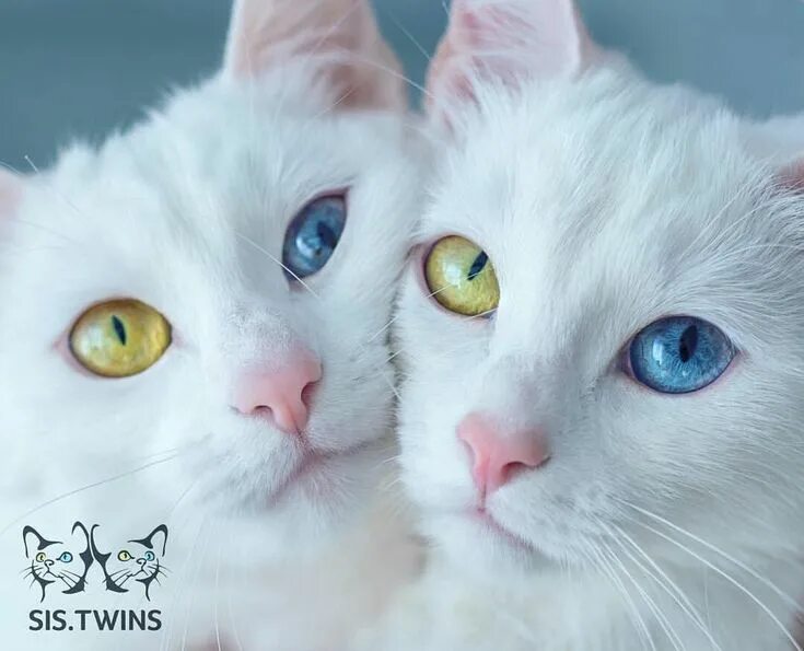 Кошки близнецы айрис и абис. Као мани котята. Twin cats. Одинаковые кошки. Турецкая ангора разноглазая.