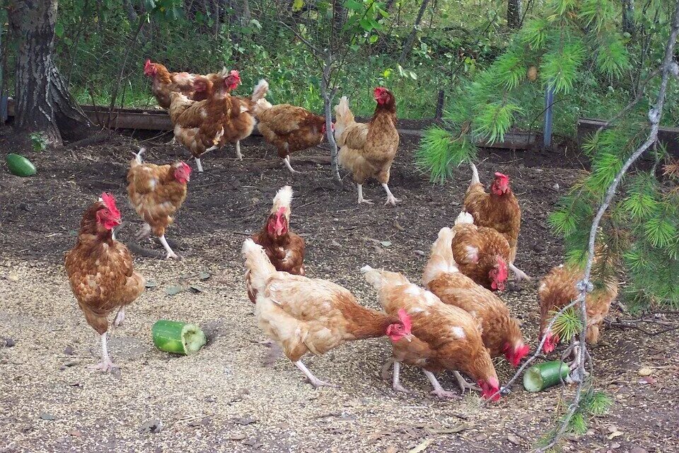 Бо кур. Куры во дворе. деревенская несушка. деревенские курочки. стая куриц.