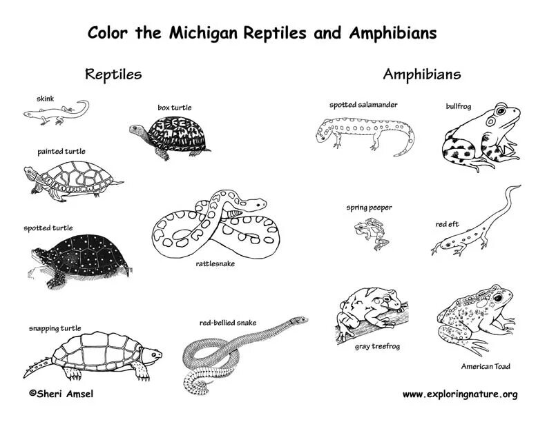 Reptiles mammals. Пресмыкающиеся , земноводные схема. Схема Rattlesnake. Земноводные и пресмыкающиеся задания для дошкольников. Раскраски земноводные и пресмыкающиеся.