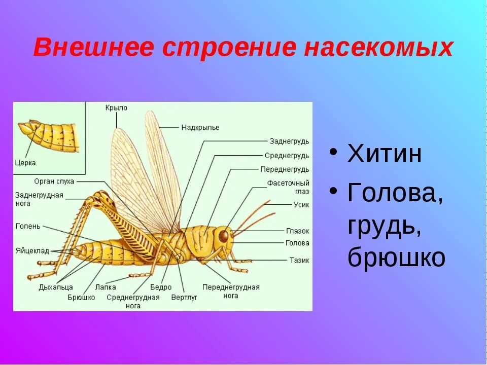 Внешнее строение насекомого схема. Строение кузнечика схема. Строение насекомых. Внешнее "троение насекомых.