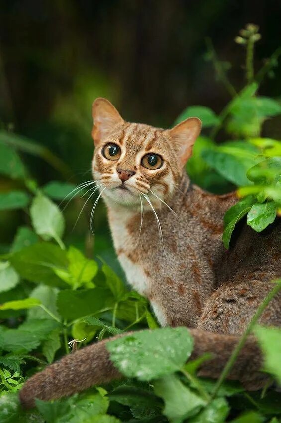 Рыжая пятнистая кошка prionailurus rubiginosus. Prionailurus rubiginosus. Prionailurus rubiginosus. Самый мелкий дикий. Индийская ржавая кошка.