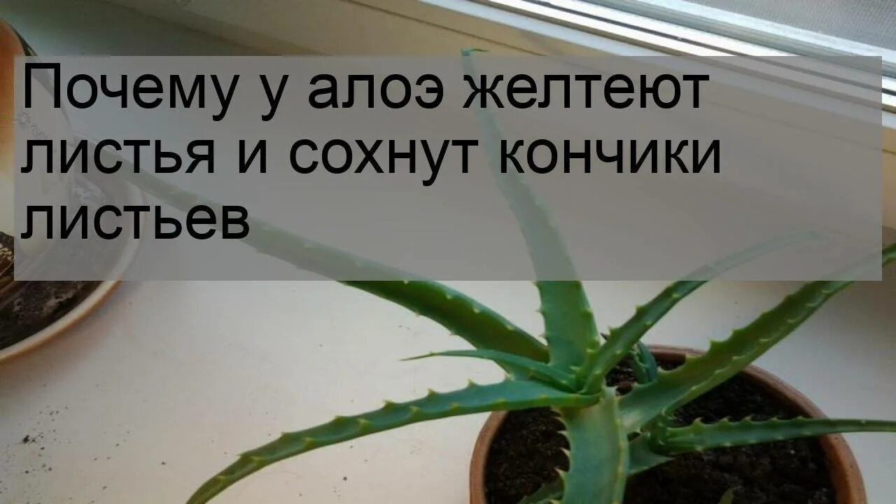 Почему сохнут листья у алоэ. У алоэ сохнут кончики. почему у алоэ желтеют листья. засохшее алоэ.