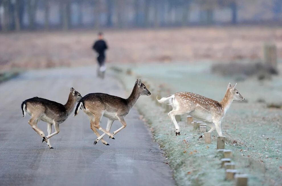 кенгуру на дороге австралия. лиса на дороге. звериных дорог. лиса перебегает дорогу. осторожно кенгуру австралия.