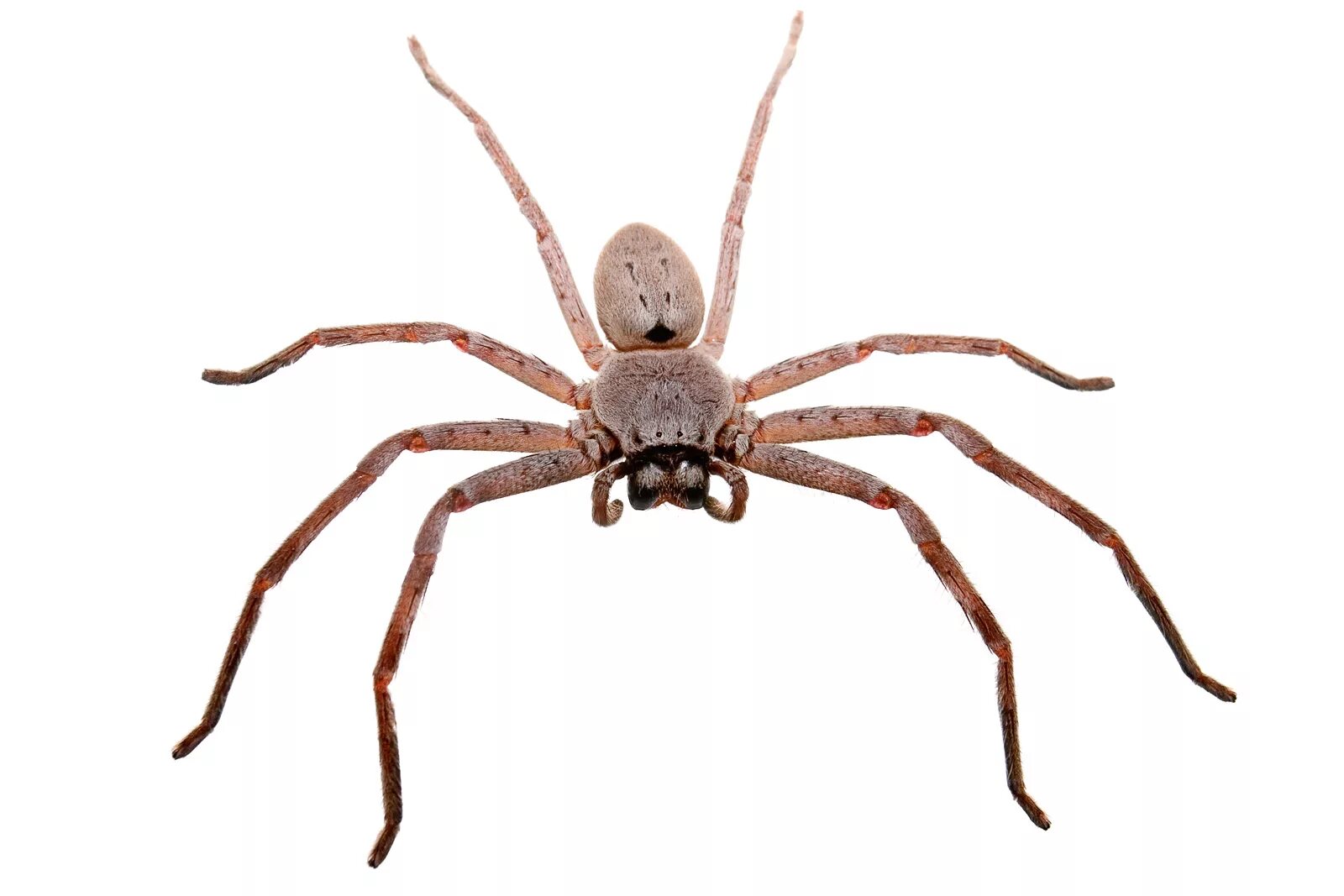 Huntsman spider. Хантсмен паук. крабовый паук (huntsman spider). brown huntsman паук. белая леди паук.