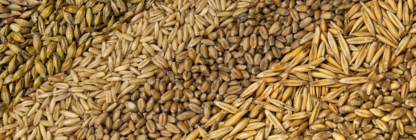 Овес горох пшеница ячмень