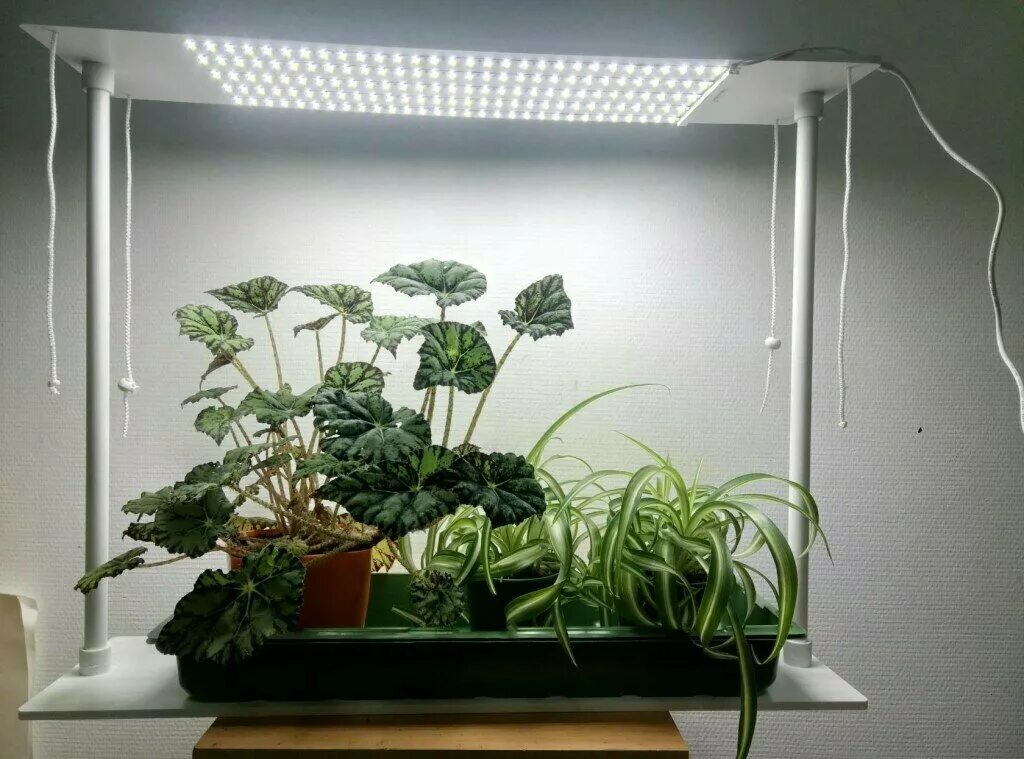 Лампа для растений ожз кузнецова. Купить светильник пять урожаев. Светильник три урожая ожз. Ожз для растений. Как увеличить урожай.