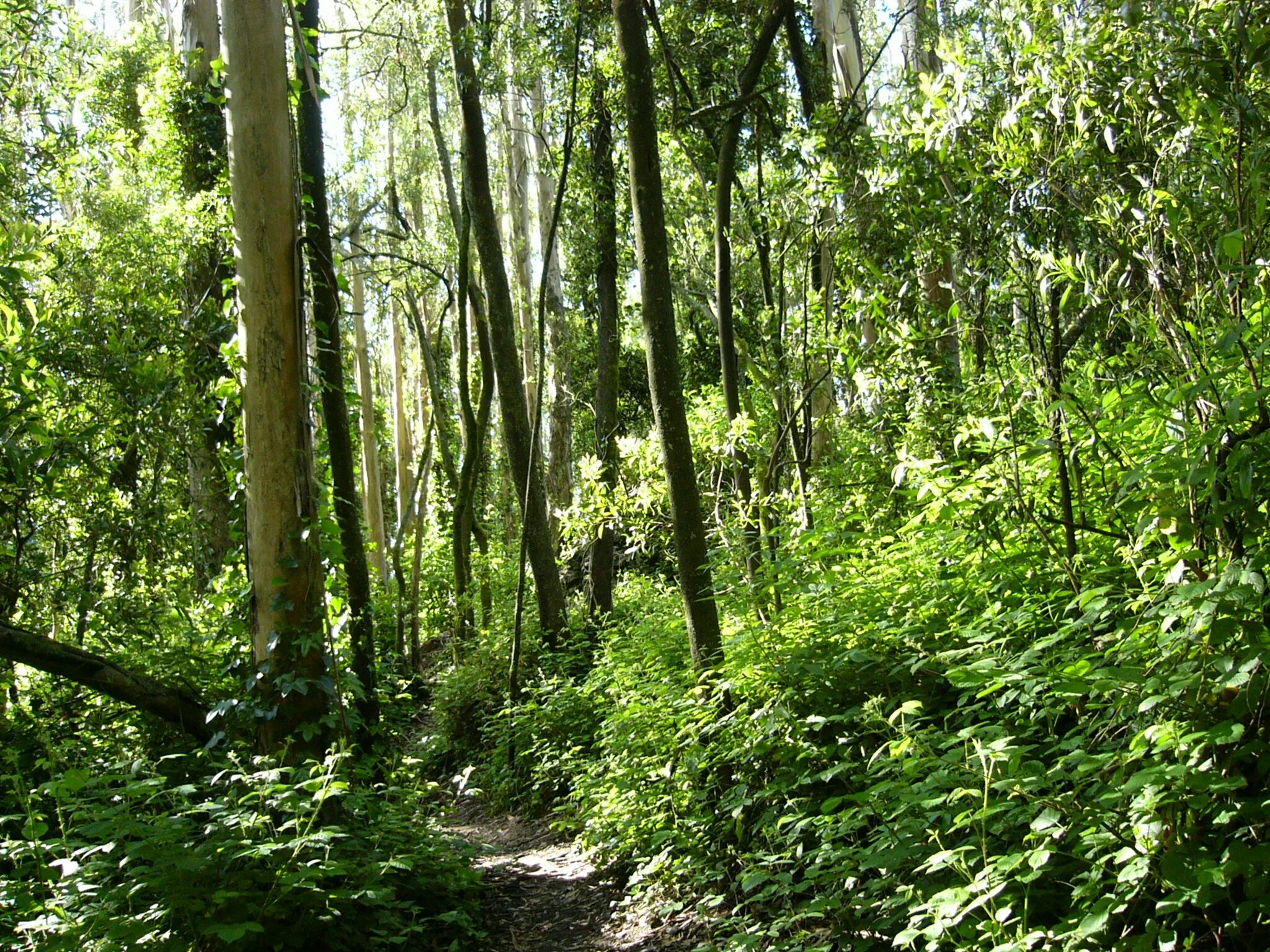 Жестколистные леса. Жестколистные леса и кустарники животные. Dense Forest. Выглядит жестколистный вечнозеленый лес.