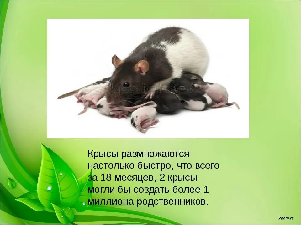 Период размножения крыс. Крысы размножение в год.