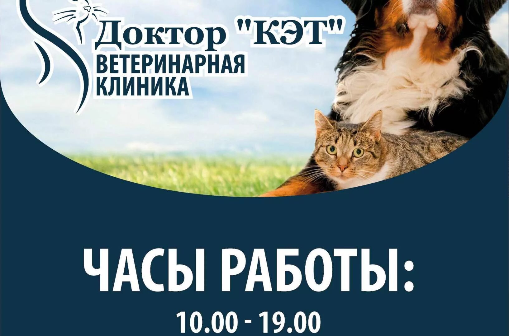 Вет кэт. Ветеринарная клиника Cat. Доктор Кэт ветеринарная клиника. Доктор Кэт Ставрополь. Ветклиника вет Кэт.