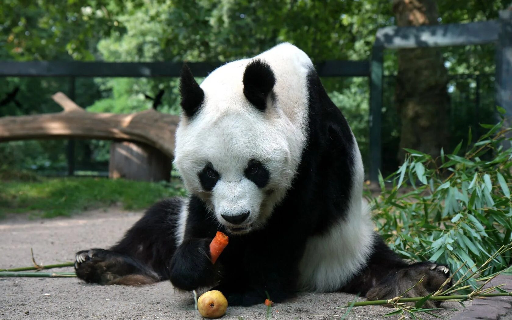 Pass pandas