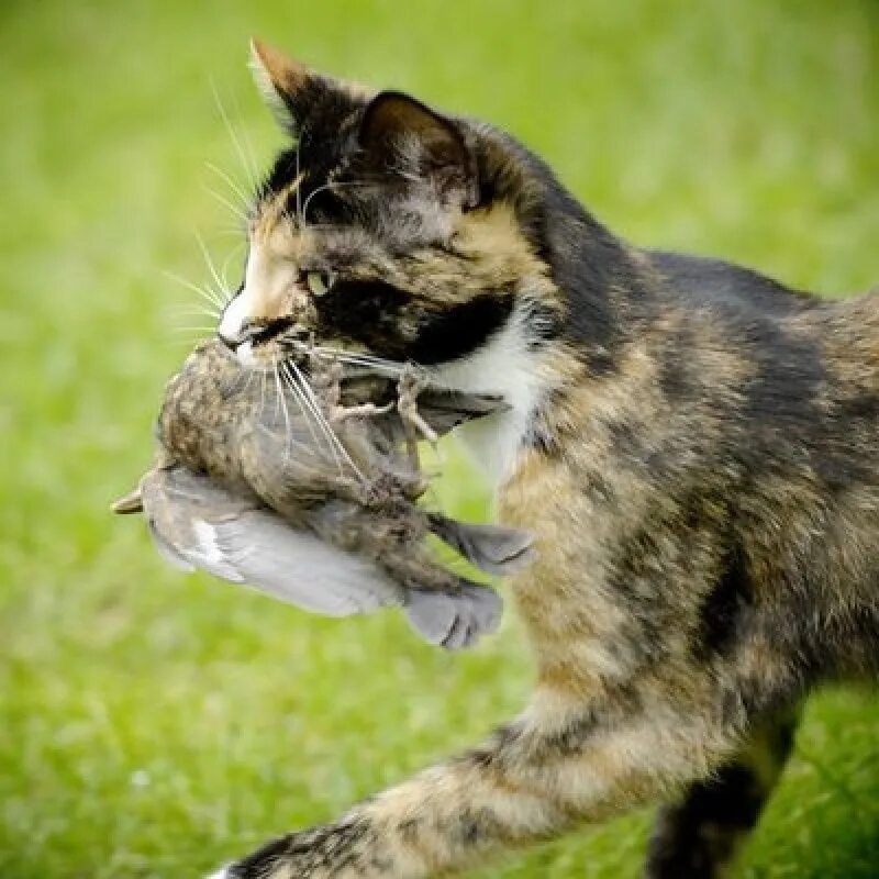 Почему кошка съедает своих котят. Кот охотится. Кошка ест птицу. Кот с дичью в зубах. Кот с птичкой в зубах.