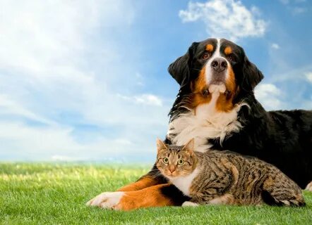 Cat dog green