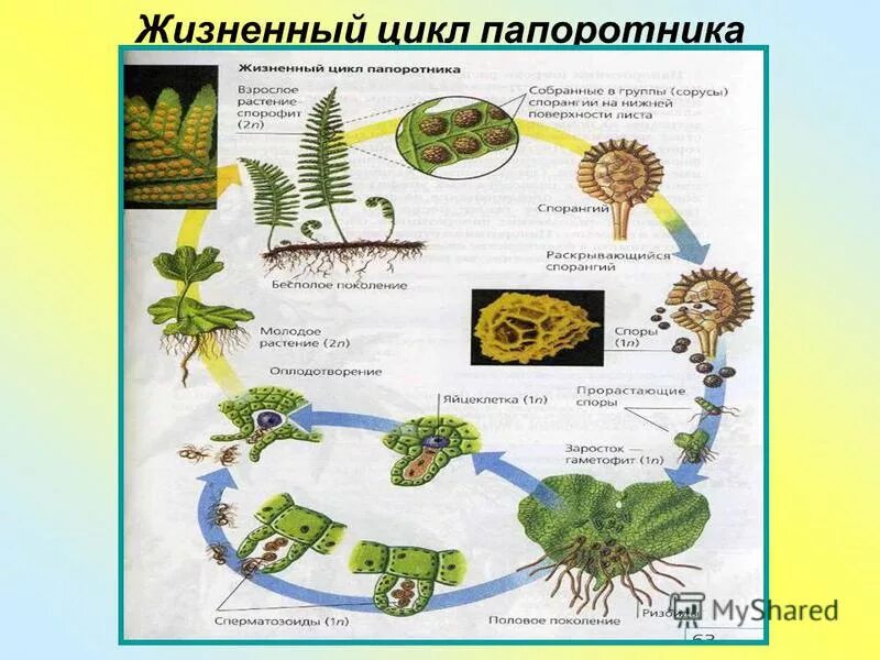 Жизненный цикл папоротника какое общее свойство